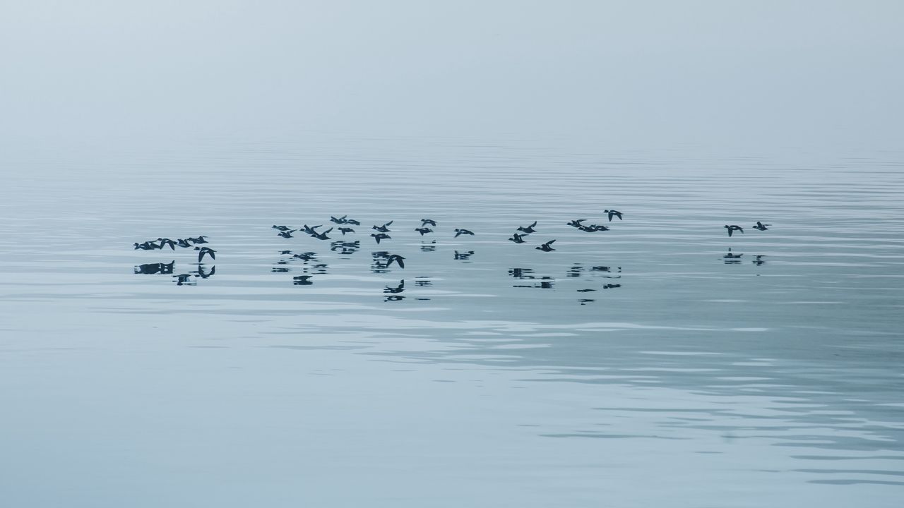 Wallpaper lake, fog, birds, water, nature