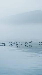 Preview wallpaper lake, fog, birds, water, nature