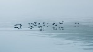 Preview wallpaper lake, fog, birds, water, nature