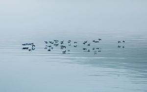 Preview wallpaper lake, fog, birds, water, nature