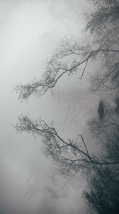 Preview wallpaper lake, fog, branches, reflection, landscape
