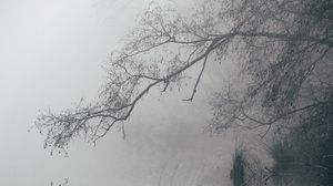 Preview wallpaper lake, fog, branches, reflection, landscape