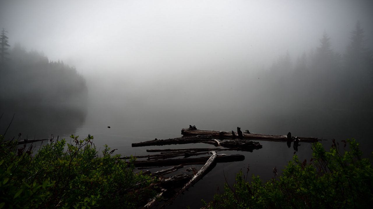 Wallpaper lake, fog, bushes, water