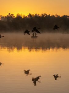 Preview wallpaper lake, fog, fishermen, silhouettes, birds