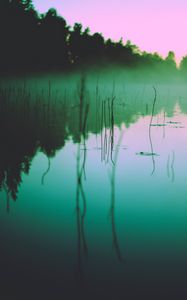 Preview wallpaper lake, fog, morning, algae, trees, reflection