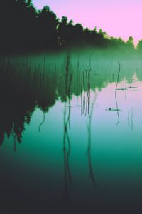 Preview wallpaper lake, fog, morning, algae, trees, reflection