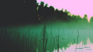 Preview wallpaper lake, fog, morning, algae, trees, reflection