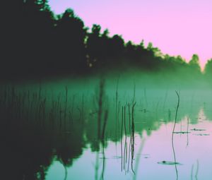Preview wallpaper lake, fog, morning, algae, trees, reflection