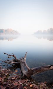 Preview wallpaper lake, fog, water, driftwood, shore