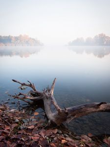 Preview wallpaper lake, fog, water, driftwood, shore