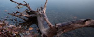 Preview wallpaper lake, fog, water, driftwood, shore