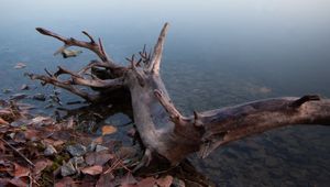 Preview wallpaper lake, fog, water, driftwood, shore