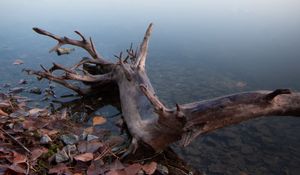 Preview wallpaper lake, fog, water, driftwood, shore