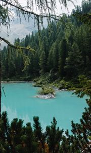 Preview wallpaper lake, forest, coniferous, trees, shore