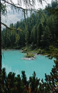 Preview wallpaper lake, forest, coniferous, trees, shore