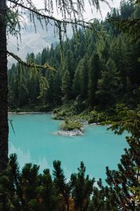 Preview wallpaper lake, forest, coniferous, trees, shore