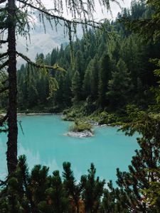 Preview wallpaper lake, forest, coniferous, trees, shore