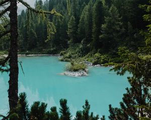 Preview wallpaper lake, forest, coniferous, trees, shore