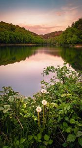 Preview wallpaper lake, forest, grass, bushes, reflection