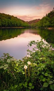 Preview wallpaper lake, forest, grass, bushes, reflection