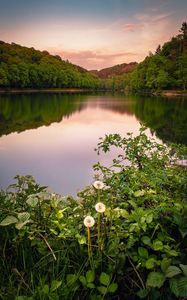 Preview wallpaper lake, forest, grass, bushes, reflection