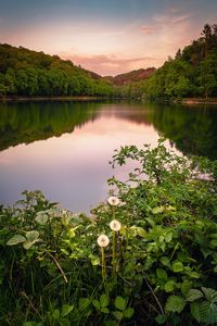 Preview wallpaper lake, forest, grass, bushes, reflection