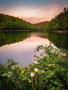 Preview wallpaper lake, forest, grass, bushes, reflection