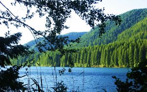 Preview wallpaper lake, forest, mountain, branch, landscape
