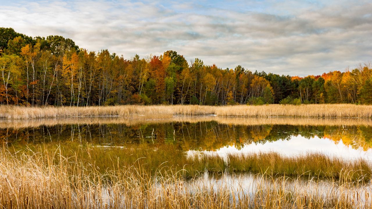 Wallpaper lake, forest, reeds, autumn, nature