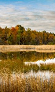 Preview wallpaper lake, forest, reeds, autumn, nature