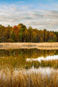 Preview wallpaper lake, forest, reeds, autumn, nature