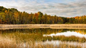 Preview wallpaper lake, forest, reeds, autumn, nature