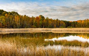 Preview wallpaper lake, forest, reeds, autumn, nature