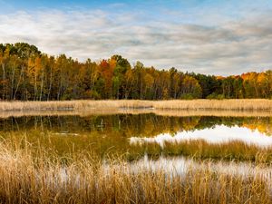Preview wallpaper lake, forest, reeds, autumn, nature
