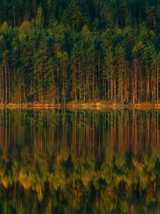 Preview wallpaper lake, forest, reflection, trees, shore, landscape