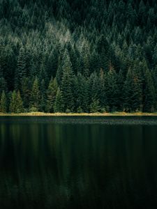 Preview wallpaper lake, forest, shore, trees
