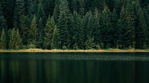 Preview wallpaper lake, forest, shore, trees