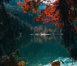 Preview wallpaper lake, forest, trees, branches, water