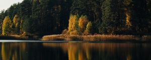 Preview wallpaper lake, forest, trees, water, reflection