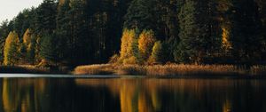 Preview wallpaper lake, forest, trees, water, reflection