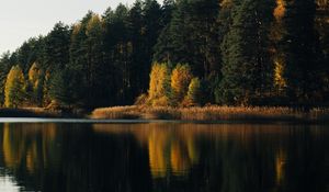 Preview wallpaper lake, forest, trees, water, reflection