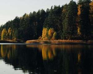 Preview wallpaper lake, forest, trees, water, reflection