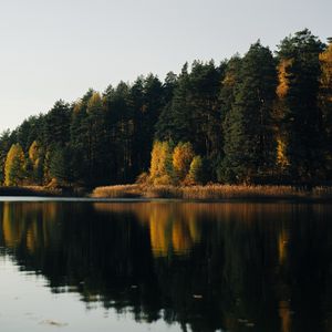 Preview wallpaper lake, forest, trees, water, reflection