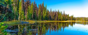 Preview wallpaper lake, forest, trees, reflection, landscape