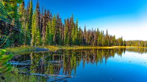 Preview wallpaper lake, forest, trees, reflection, landscape