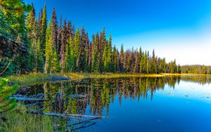 Preview wallpaper lake, forest, trees, reflection, landscape