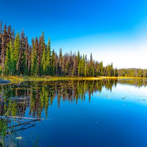 Preview wallpaper lake, forest, trees, reflection, landscape