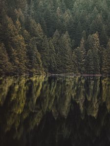 Preview wallpaper lake, forest, trees, reflection