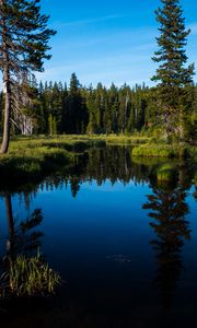 Preview wallpaper lake, forest, trees, water, landscape