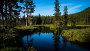 Preview wallpaper lake, forest, trees, water, landscape